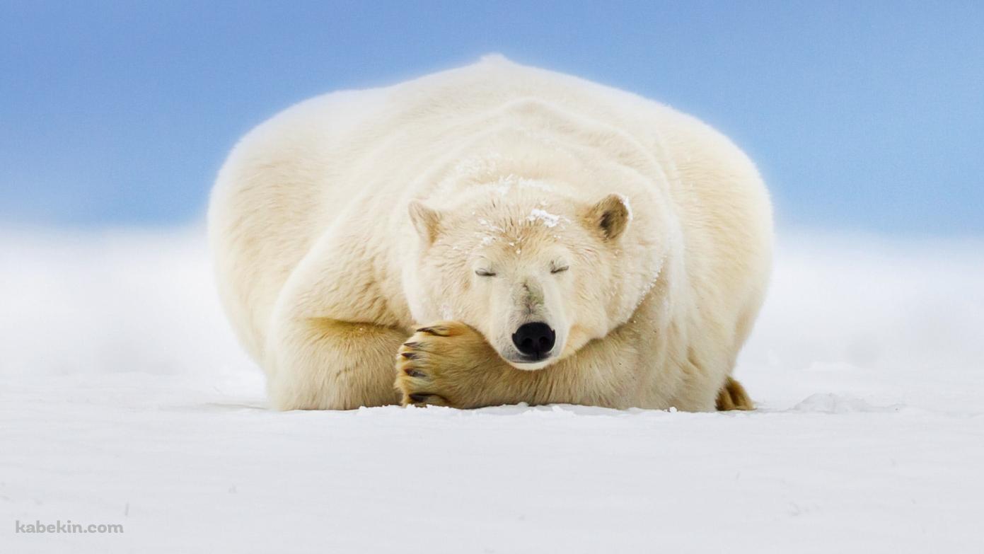 雪の大地で眠るホッキョクグマの壁紙(1391px x 783px) 高画質 PC・デスクトップ用