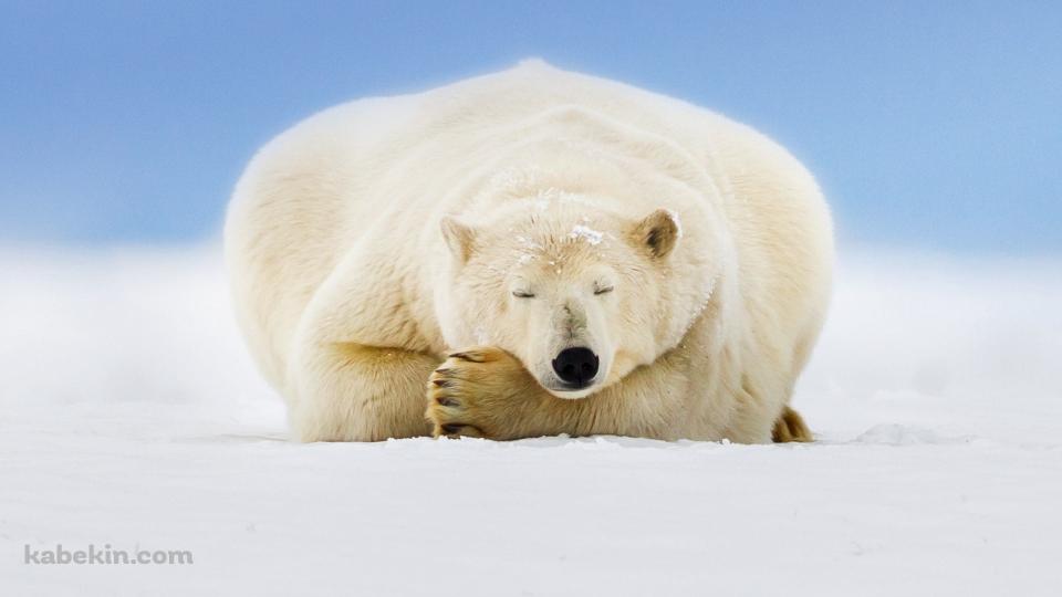 雪の大地で眠るホッキョクグマの壁紙(960px x 540px) 高画質 PC・デスクトップ用