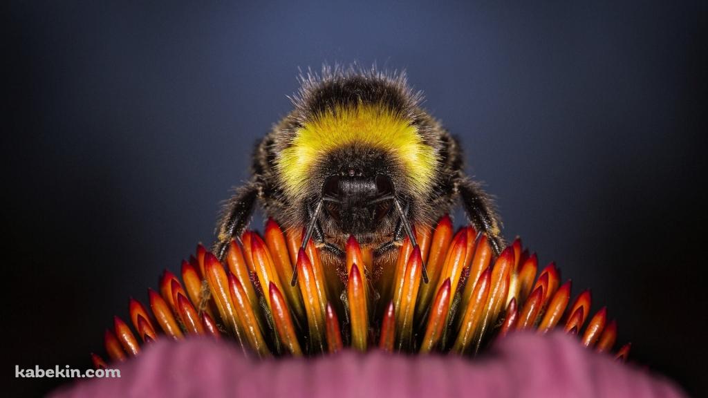 花の蜜を吸う蜂のクローズアップの壁紙(1024px x 576px) 高画質 PC・デスクトップ用