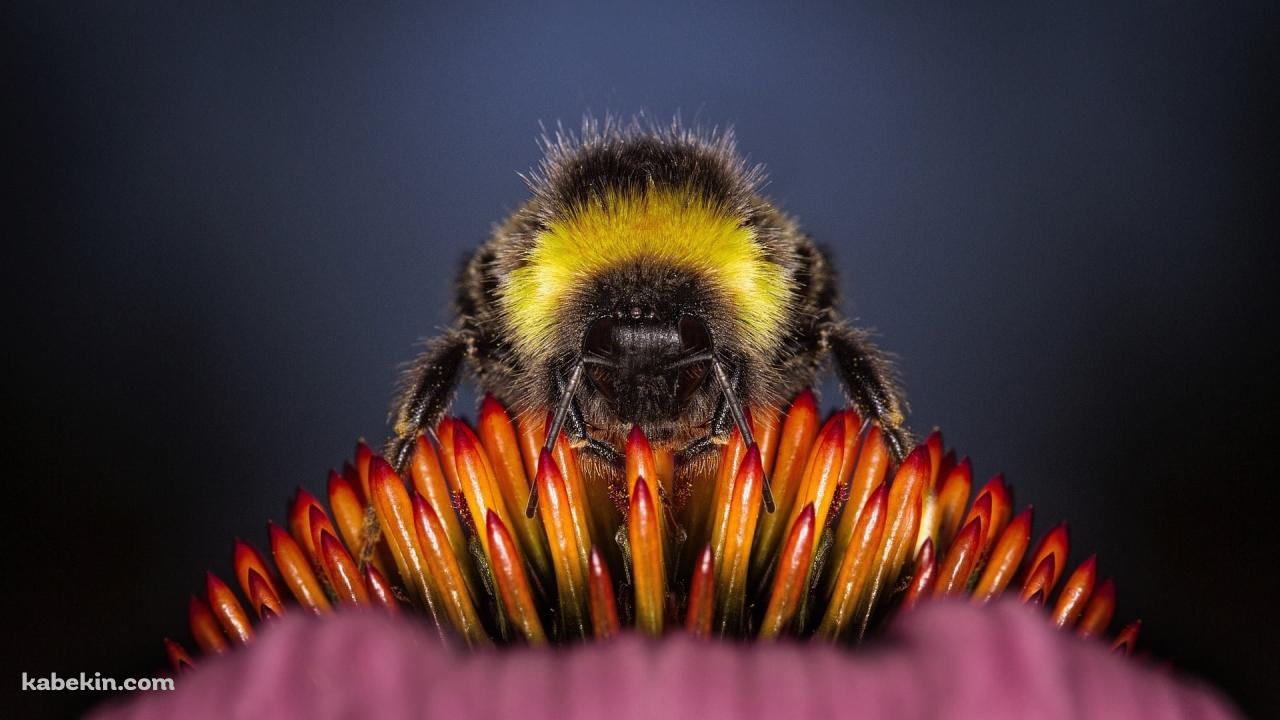花の蜜を吸う蜂のクローズアップの壁紙(1280px x 720px) 高画質 PC・デスクトップ用