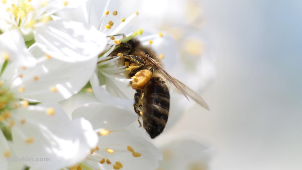 白い花の蜜を吸う蜂の壁紙(1051px x 591px) 高画質 PC・デスクトップ用