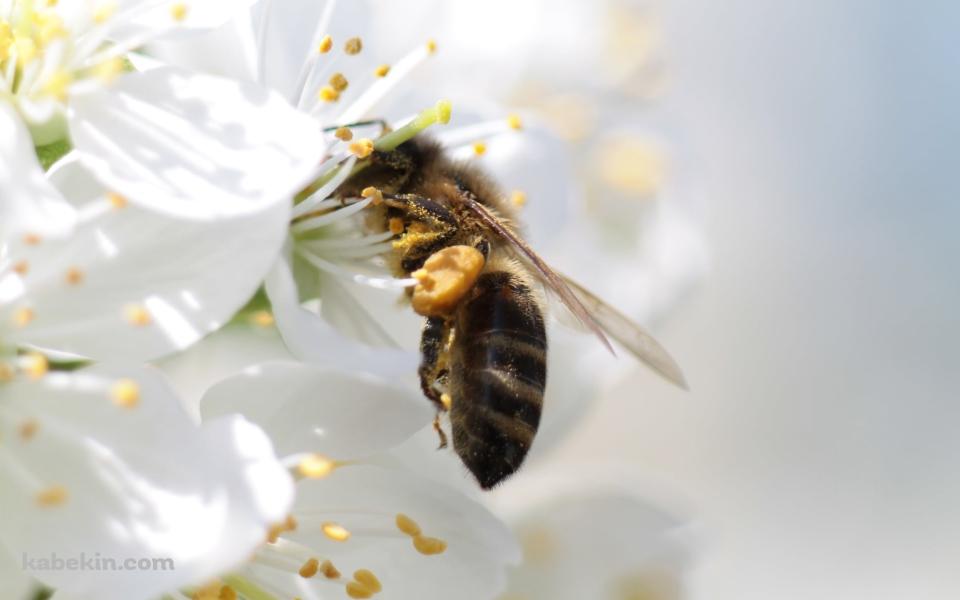 白い花の蜜を吸う蜂の壁紙(960px x 600px) 高画質 PC・デスクトップ用