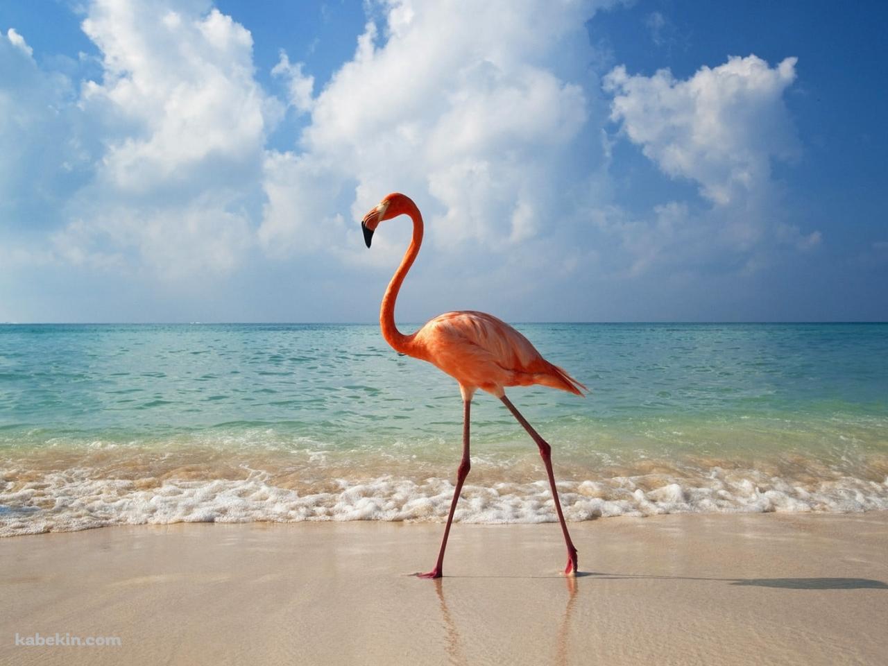 浜辺を歩くフラミンゴの壁紙(1280px x 960px) 高画質 PC・デスクトップ用
