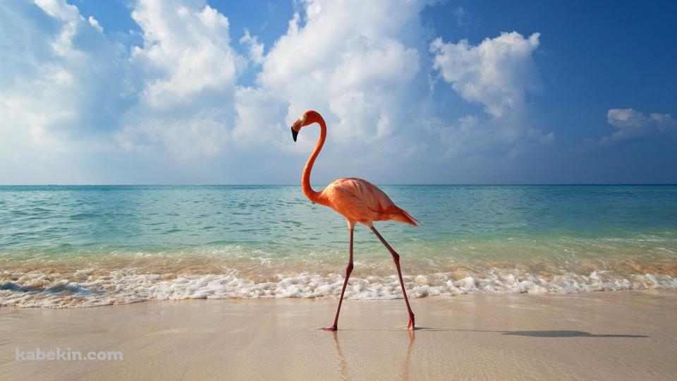 浜辺を歩くフラミンゴの壁紙(960px x 540px) 高画質 PC・デスクトップ用