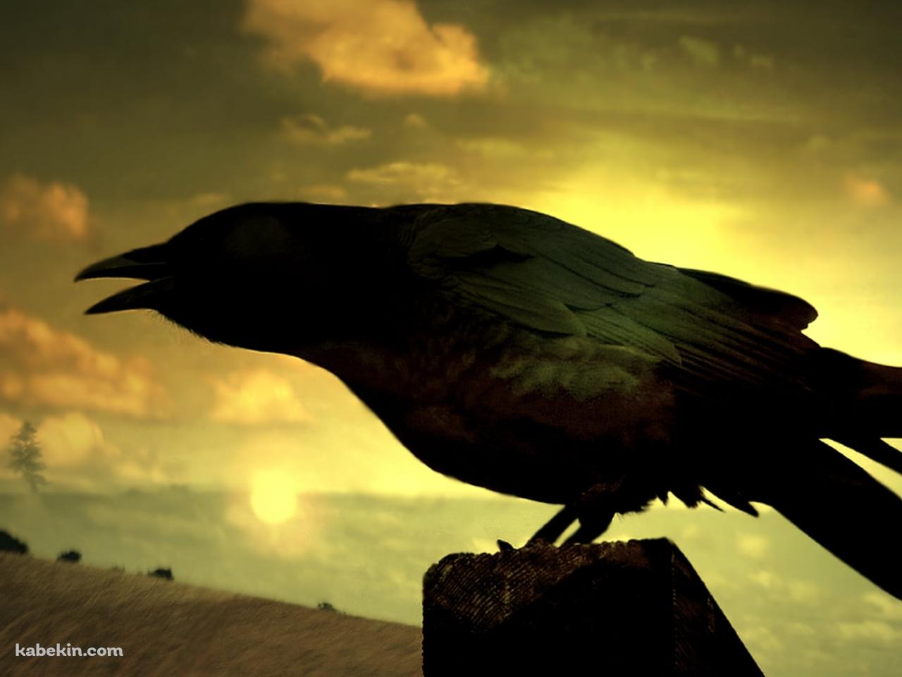 夕暮れ時、泣くカラスの壁紙(1280px x 960px) 高画質 PC・デスクトップ用