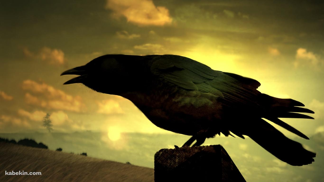 夕暮れ時、泣くカラスの壁紙(1366px x 768px) 高画質 PC・デスクトップ用