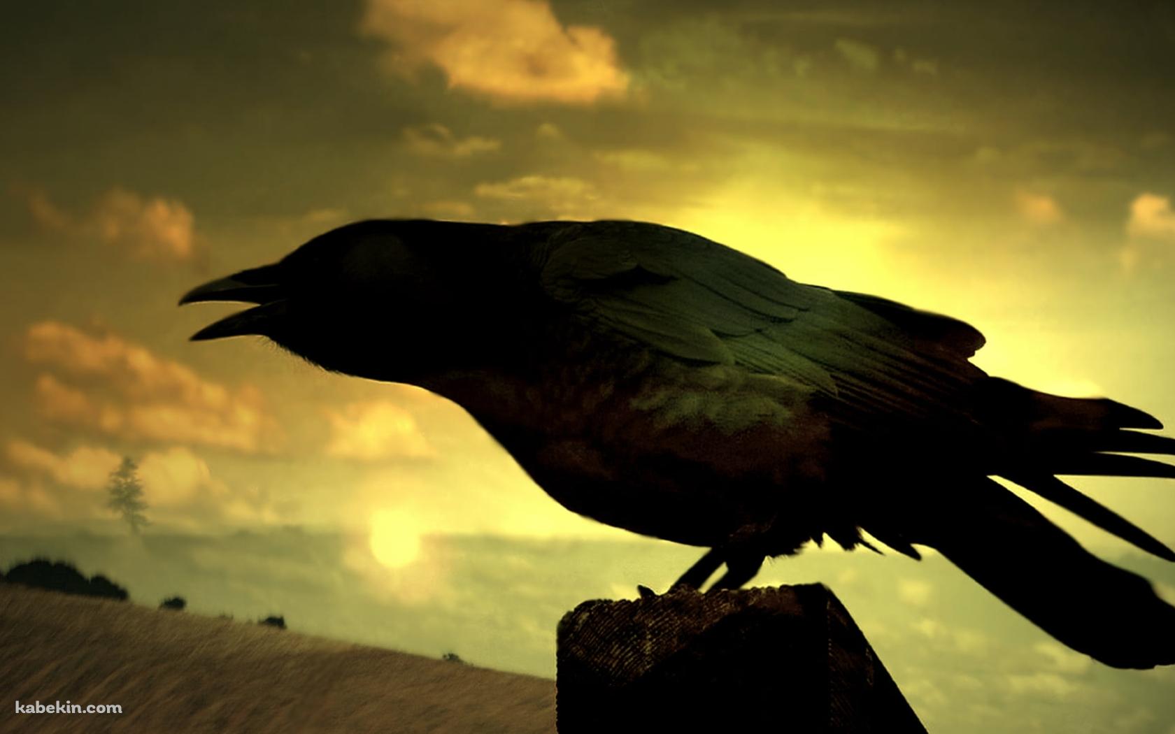 夕暮れ時、泣くカラスの壁紙(1680px x 1050px) 高画質 PC・デスクトップ用