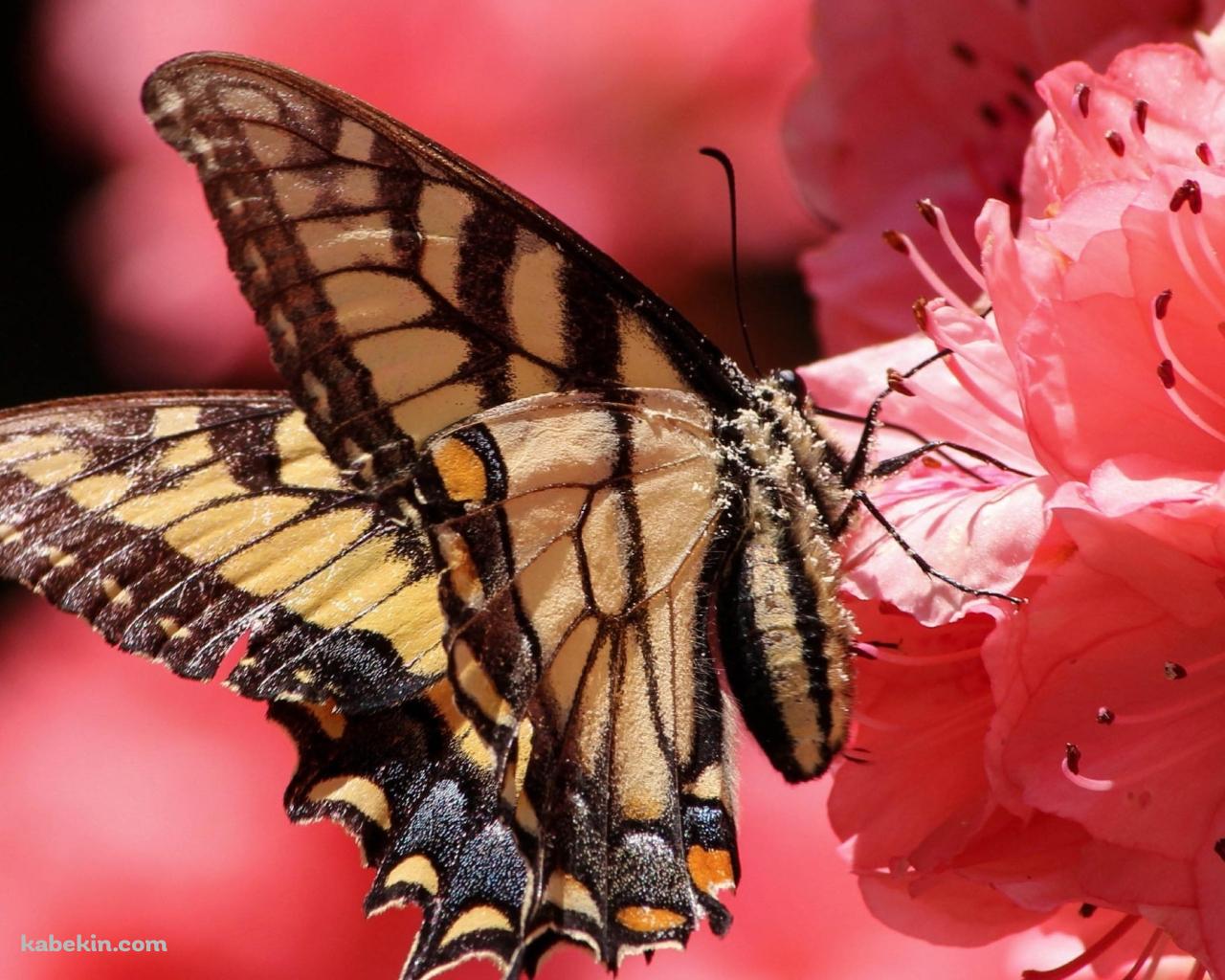 ピンクの花の蜜を吸う黄色い蝶の壁紙(1280px x 1024px) 高画質 PC・デスクトップ用
