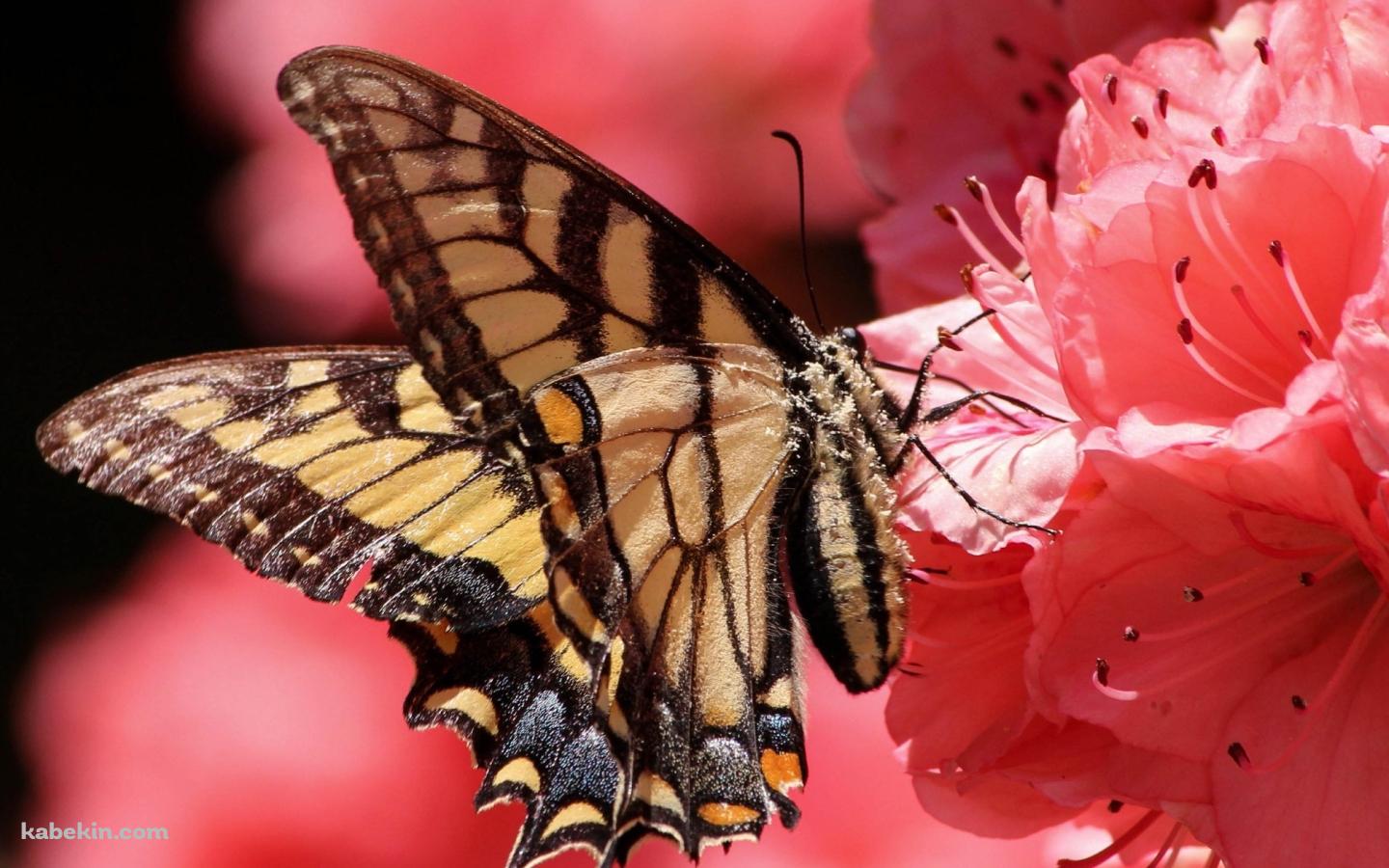 ピンクの花の蜜を吸う黄色い蝶の壁紙(1440px x 900px) 高画質 PC・デスクトップ用