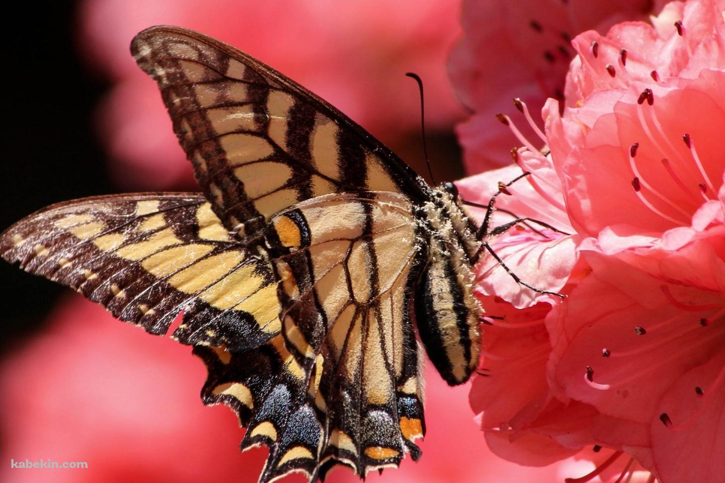 ピンクの花の蜜を吸う黄色い蝶の壁紙(1440px x 960px) 高画質 PC・デスクトップ用
