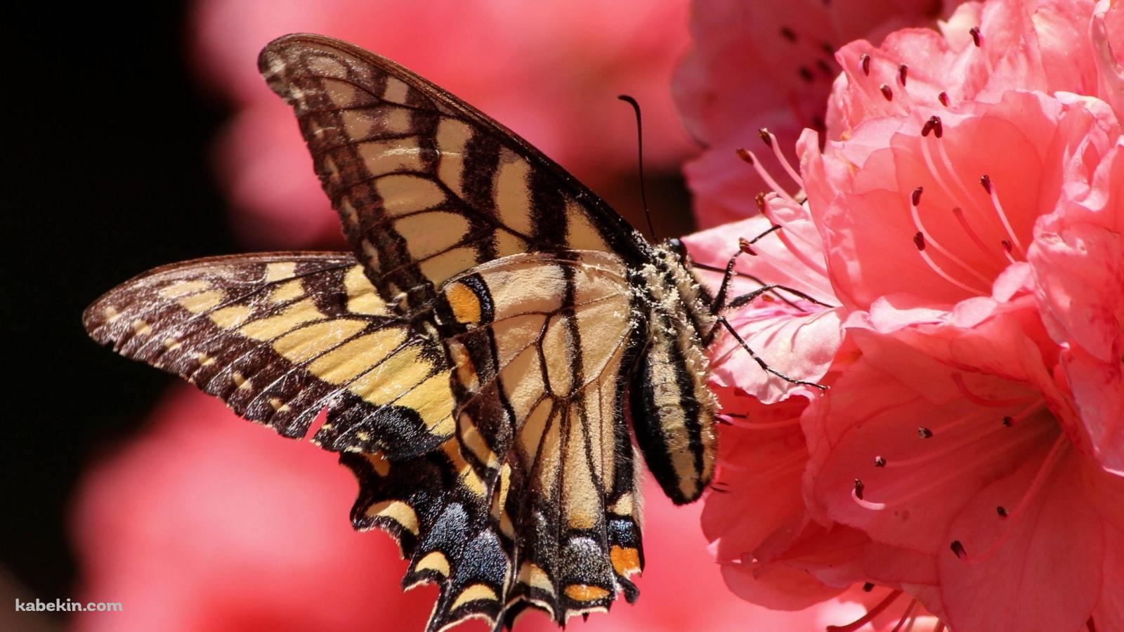 ピンクの花の蜜を吸う黄色い蝶の壁紙(1600px x 900px) 高画質 PC・デスクトップ用