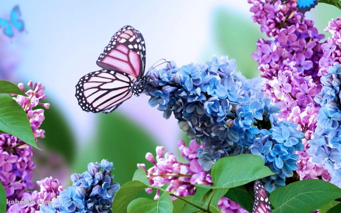 紫の花の蜜を吸うピンクの蝶の壁紙(1152px x 720px) 高画質 PC・デスクトップ用
