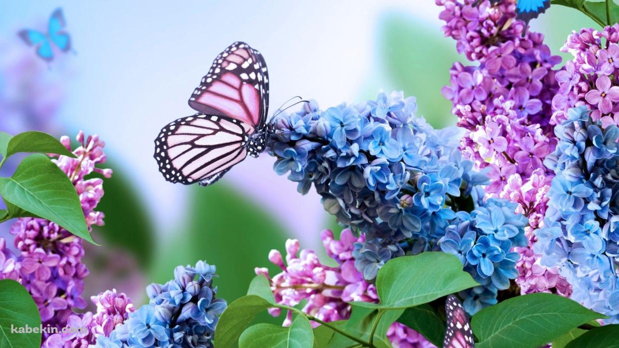紫の花の蜜を吸うピンクの蝶の壁紙(1242px x 698px) 高画質 PC・デスクトップ用