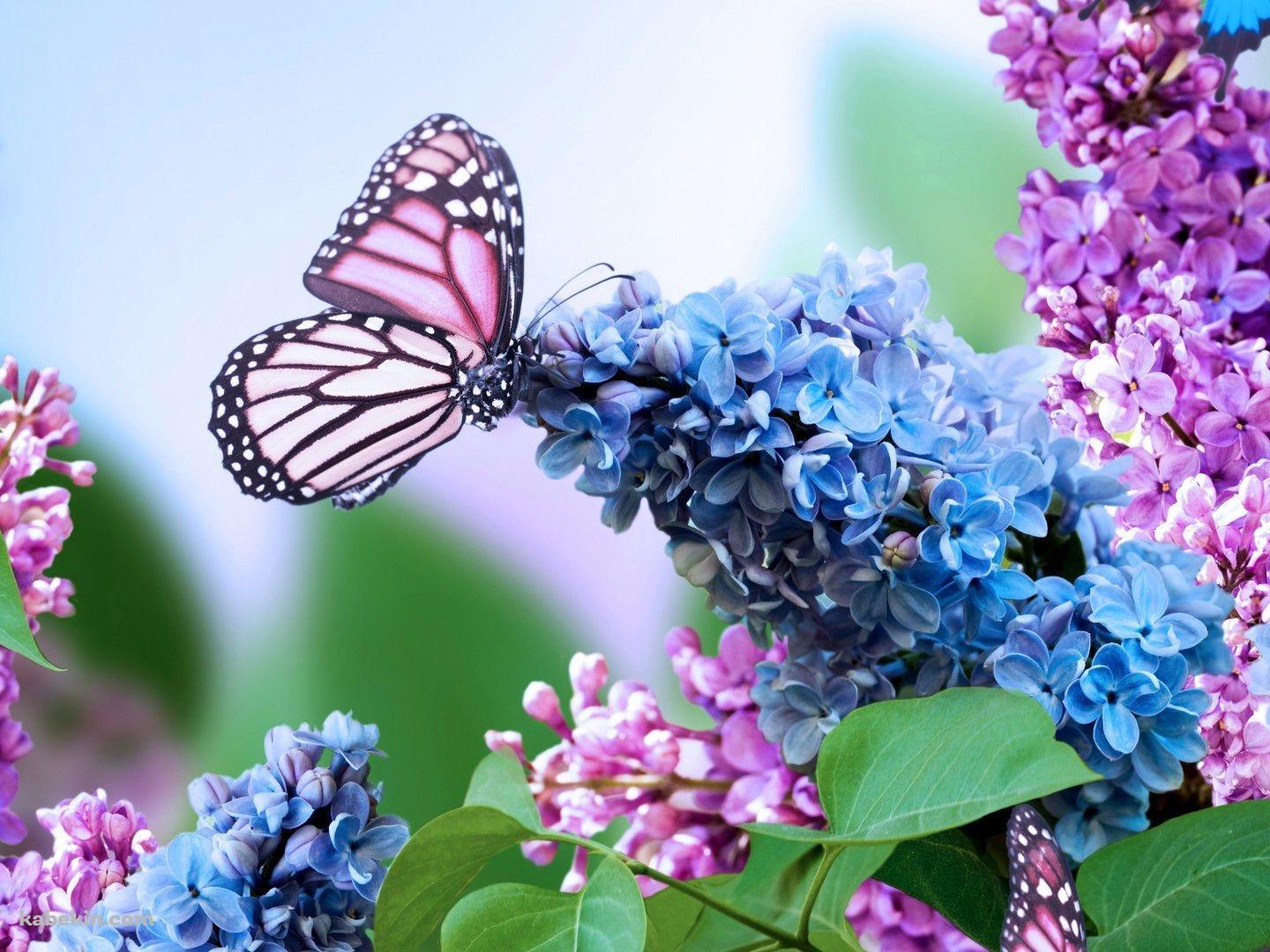 紫の花の蜜を吸うピンクの蝶の壁紙(1440px x 1080px) 高画質 PC・デスクトップ用