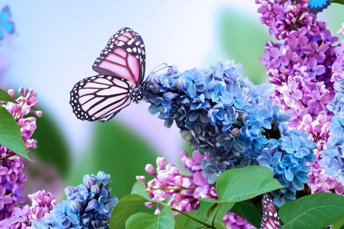 紫の花の蜜を吸うピンクの蝶の壁紙(1440px x 960px) 高画質 PC・デスクトップ用