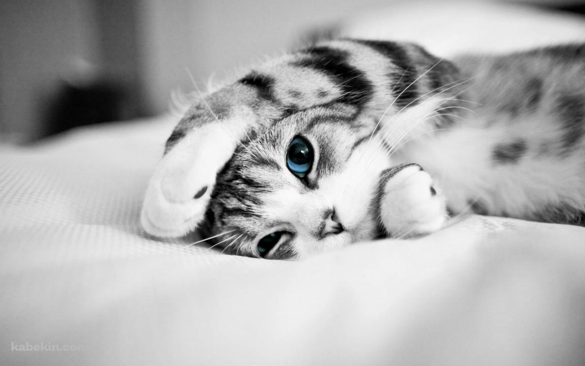 布の上で寝転ぶ青い瞳の灰色の猫の壁紙(1152px x 720px) 高画質 PC・デスクトップ用