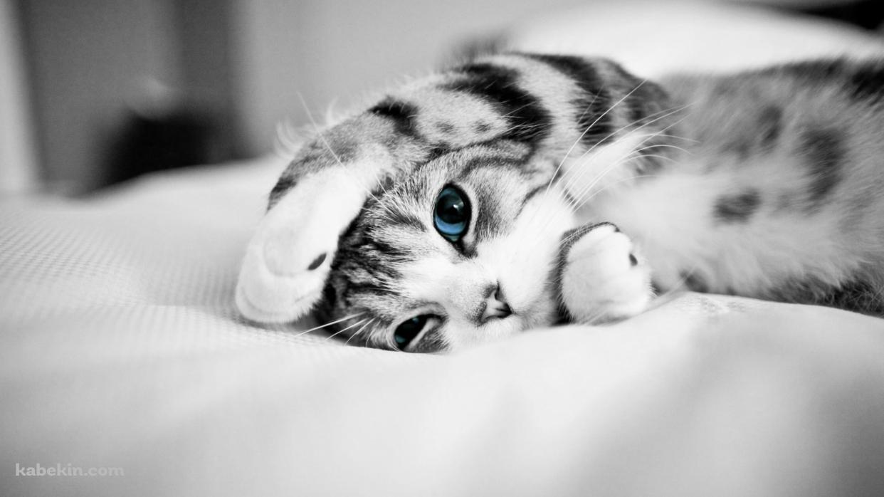 布の上で寝転ぶ青い瞳の灰色の猫の壁紙(1242px x 698px) 高画質 PC・デスクトップ用