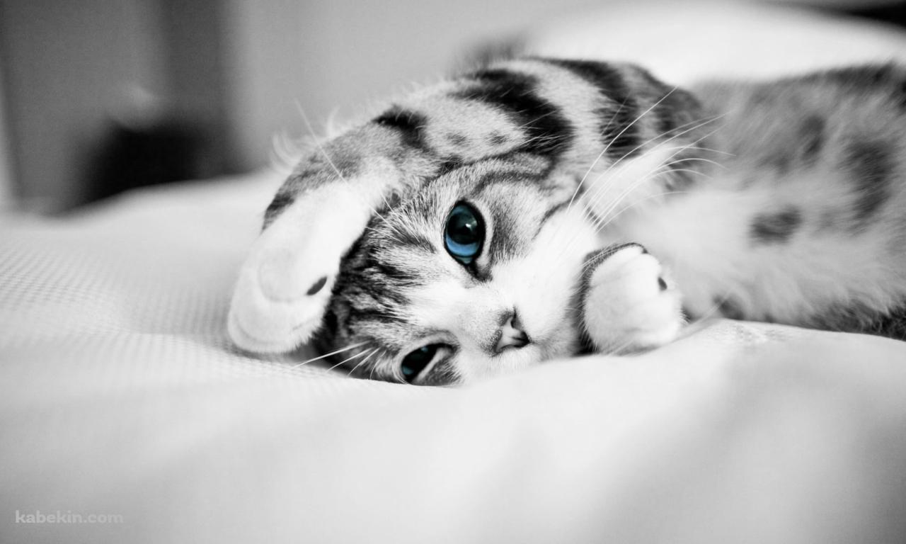 布の上で寝転ぶ青い瞳の灰色の猫の壁紙(1280px x 768px) 高画質 PC・デスクトップ用