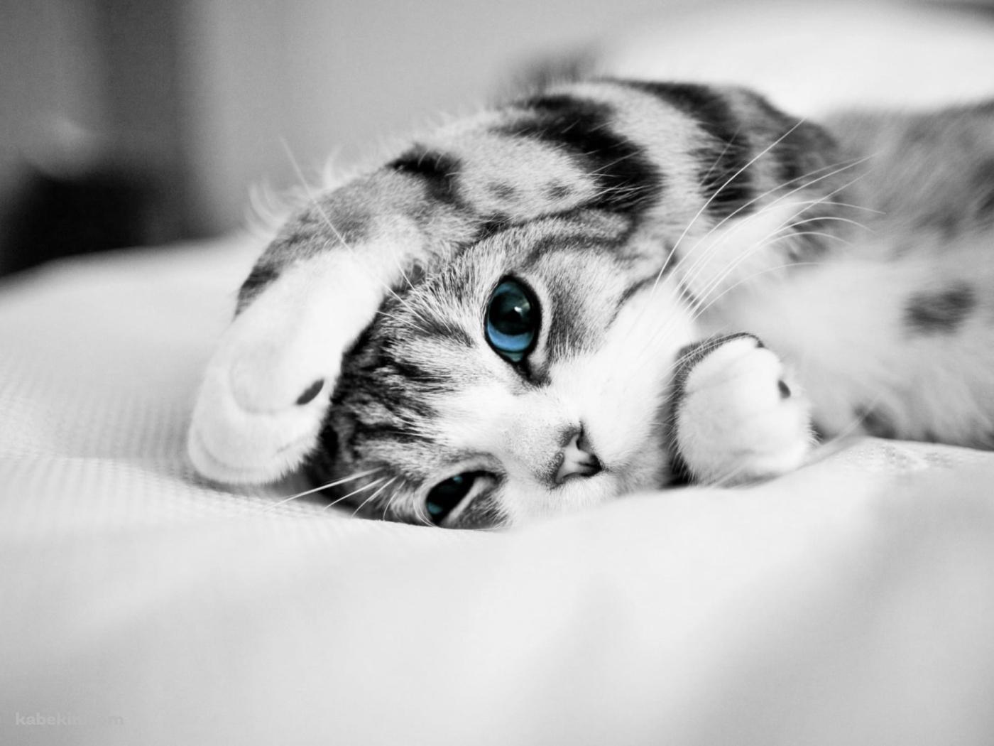 布の上で寝転ぶ青い瞳の灰色の猫の壁紙(1400px x 1050px) 高画質 PC・デスクトップ用