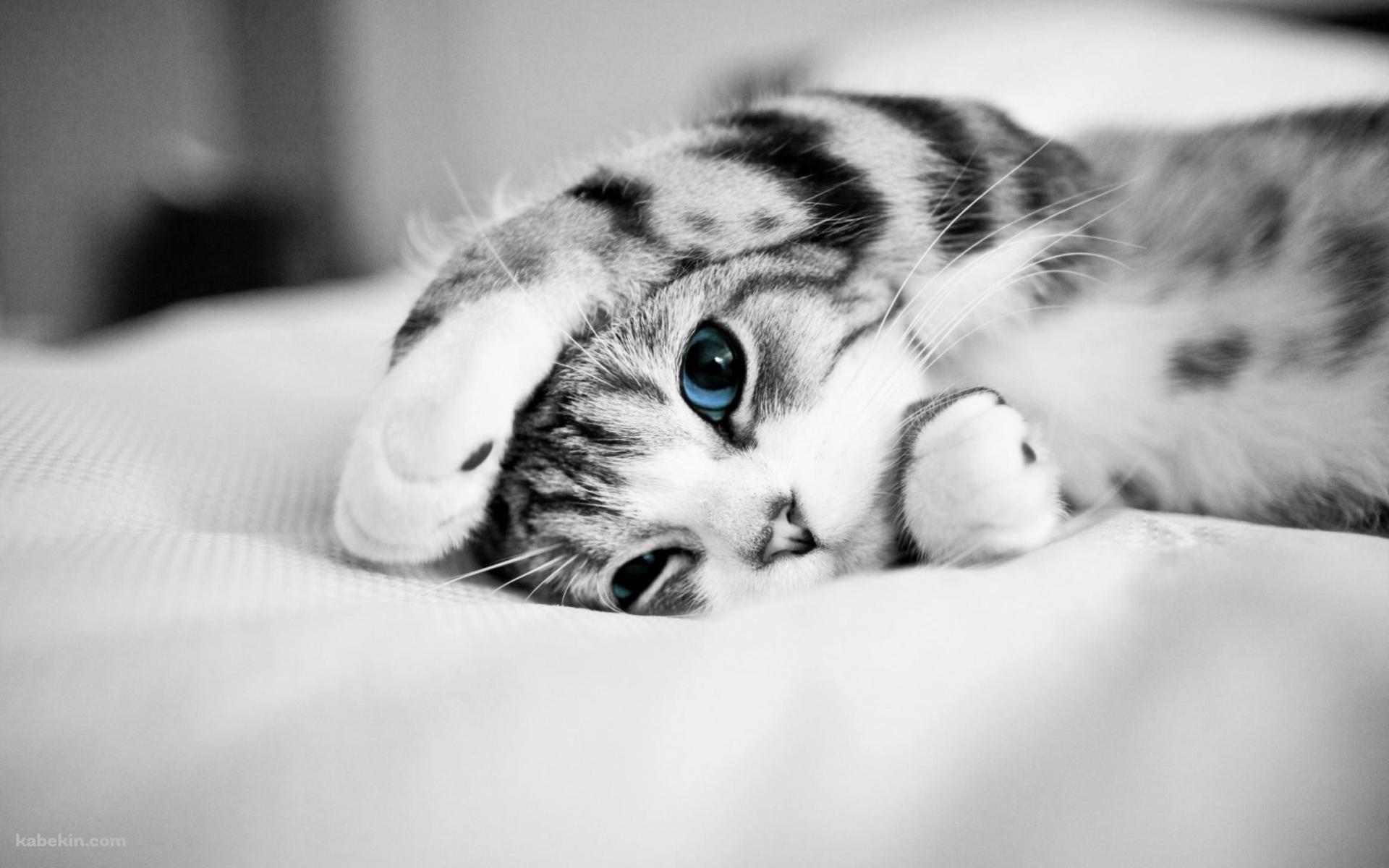 布の上で寝転ぶ青い瞳の灰色の猫の壁紙(1920px x 1200px) 高画質 PC・デスクトップ用