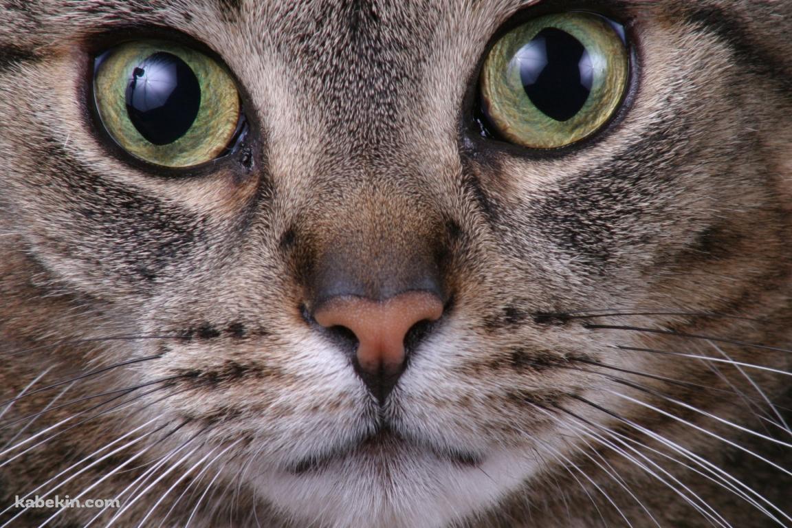 野良猫の顔のアップの壁紙(1152px x 768px) 高画質 PC・デスクトップ用