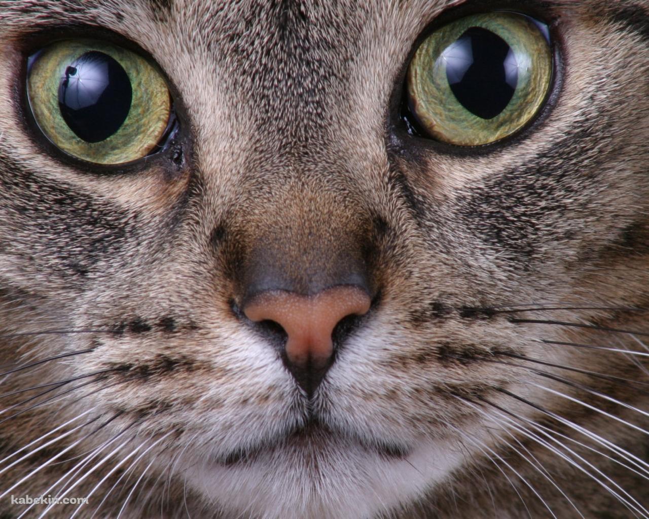 野良猫の顔のアップの壁紙(1280px x 1024px) 高画質 PC・デスクトップ用