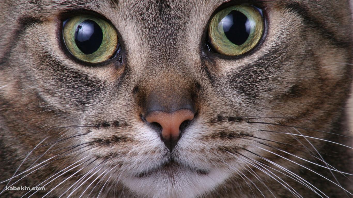 野良猫の顔のアップの壁紙(1366px x 768px) 高画質 PC・デスクトップ用