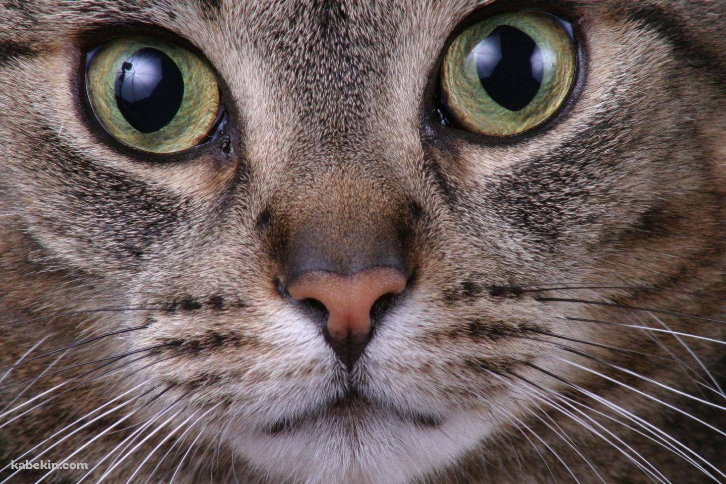 野良猫の顔のアップの壁紙(1440px x 960px) 高画質 PC・デスクトップ用