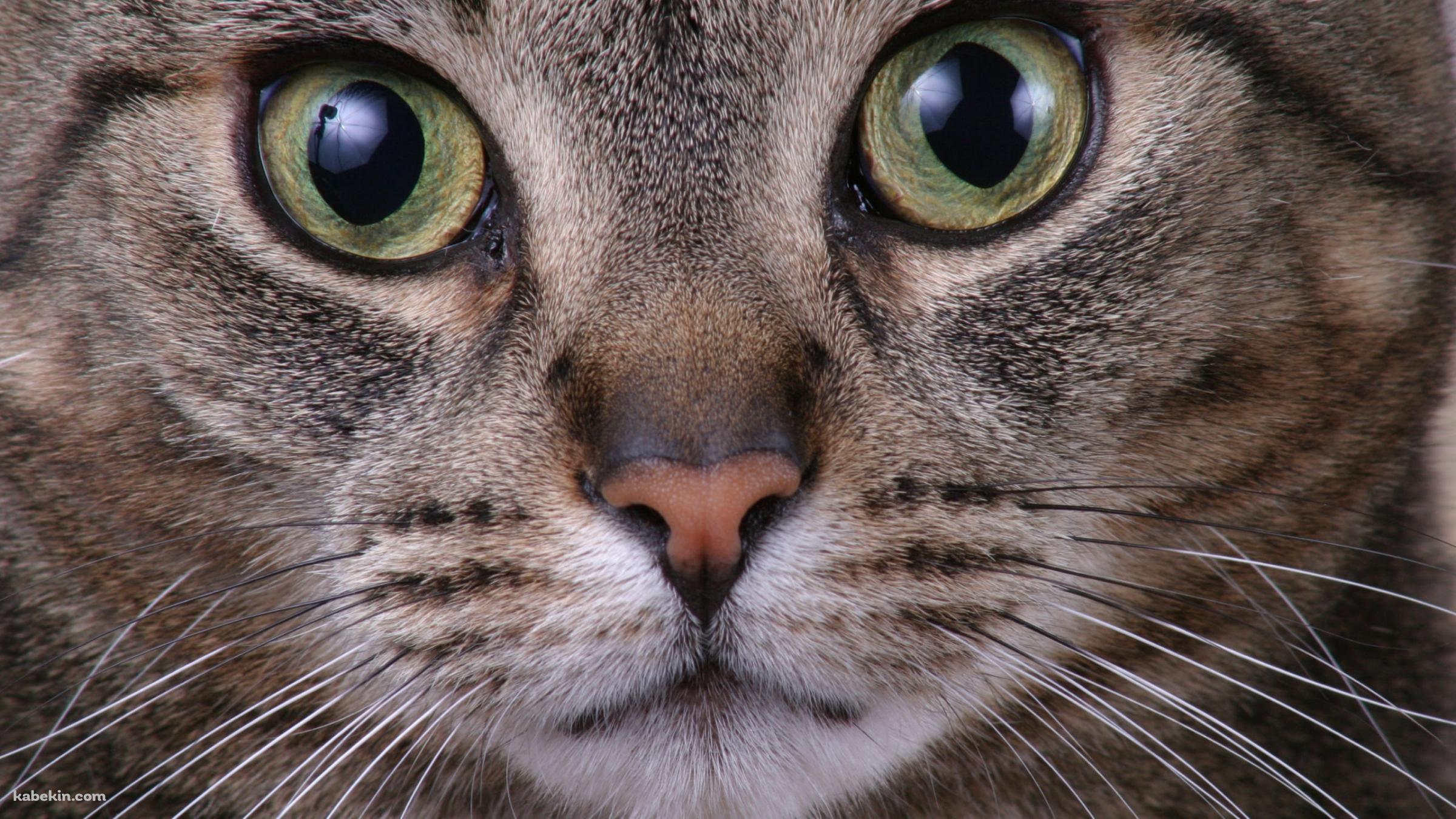 野良猫の顔のアップの壁紙(2400px x 1350px) 高画質 PC・デスクトップ用