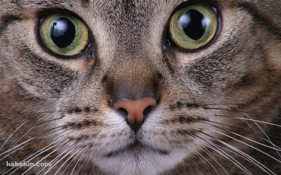 野良猫の顔のアップの壁紙(960px x 600px) 高画質 PC・デスクトップ用