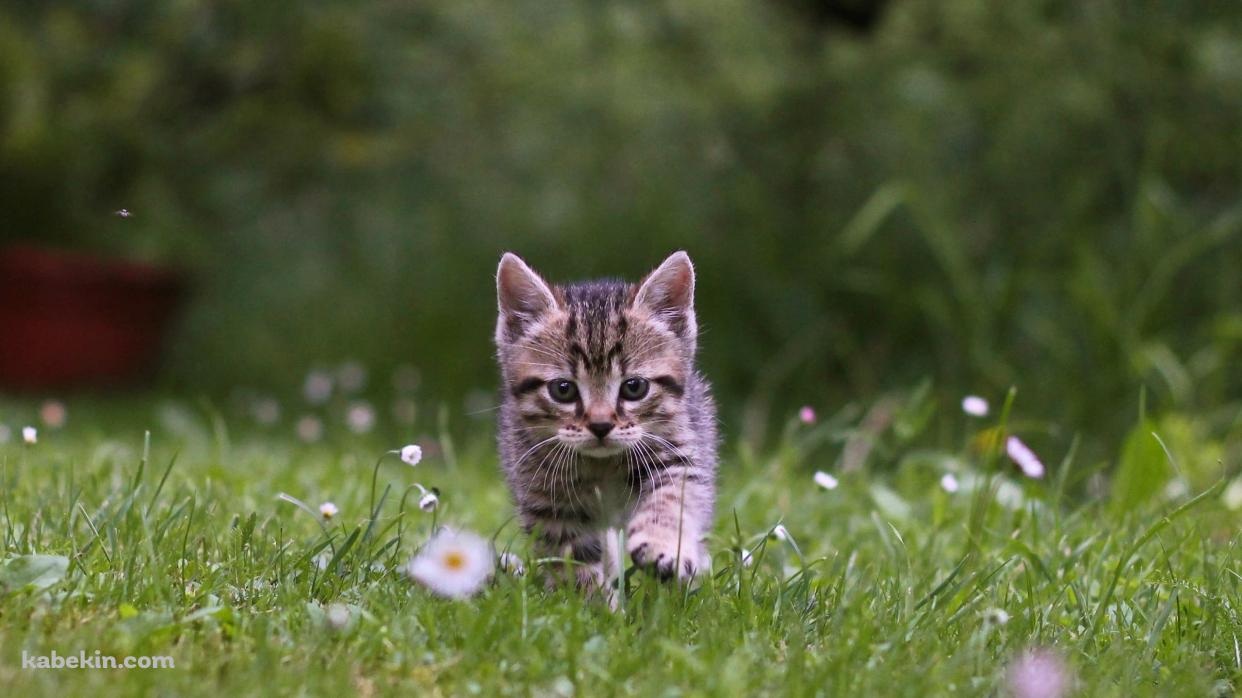 花咲く野原を歩く可愛い子猫の壁紙(1242px x 698px) 高画質 PC・デスクトップ用