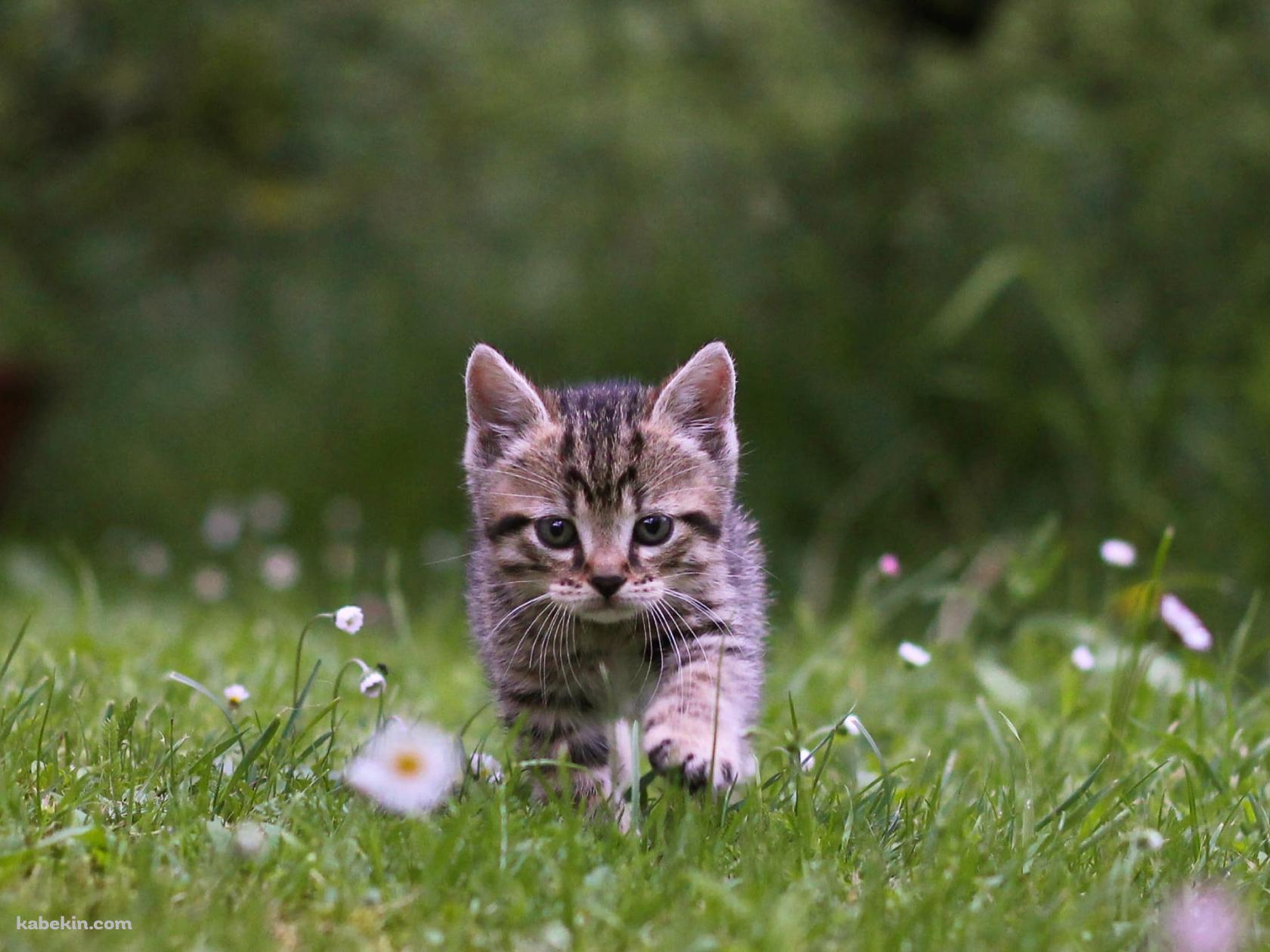 花咲く野原を歩く可愛い子猫の壁紙(1680px x 1260px) 高画質 PC・デスクトップ用