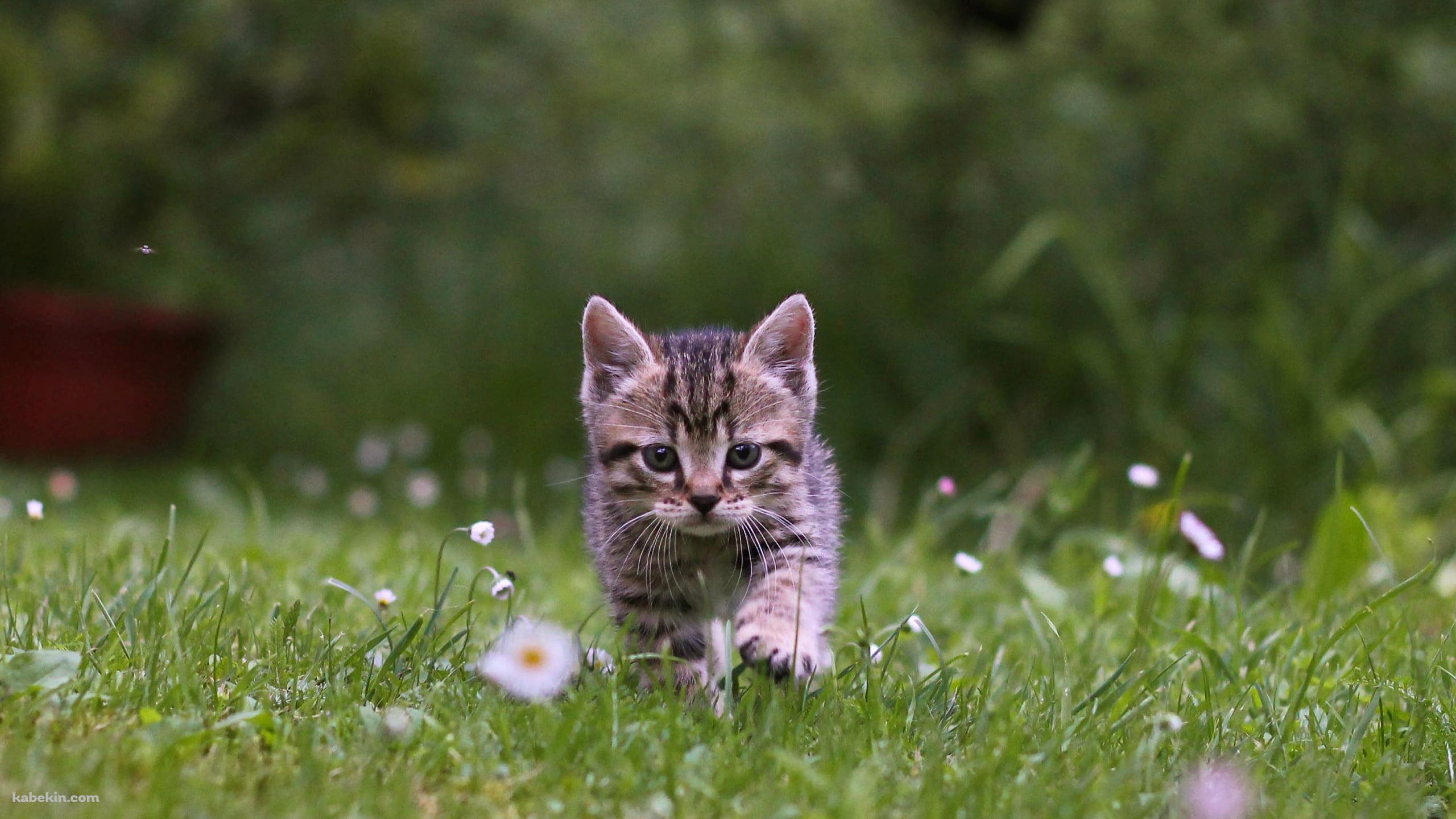 花咲く野原を歩く可愛い子猫の壁紙(2560px x 1440px) 高画質 PC・デスクトップ用