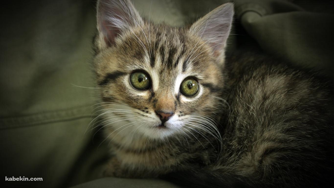 服にうずくまる子猫の壁紙(1366px x 768px) 高画質 PC・デスクトップ用
