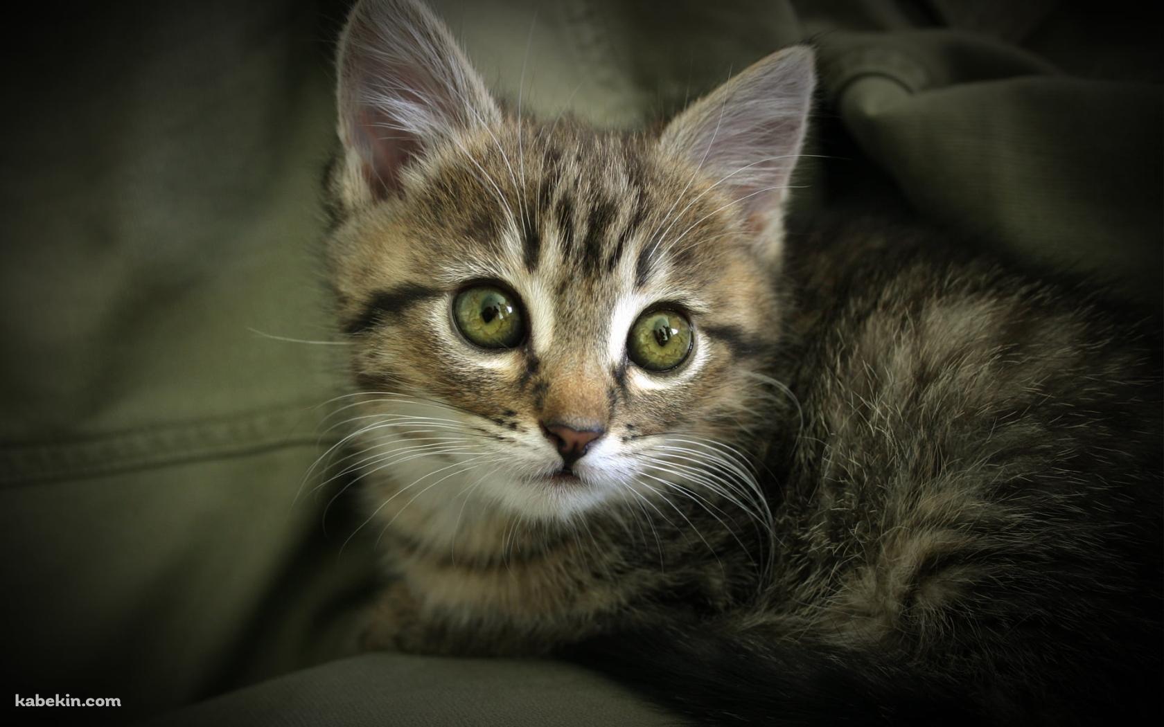 服にうずくまる子猫の壁紙(1680px x 1050px) 高画質 PC・デスクトップ用