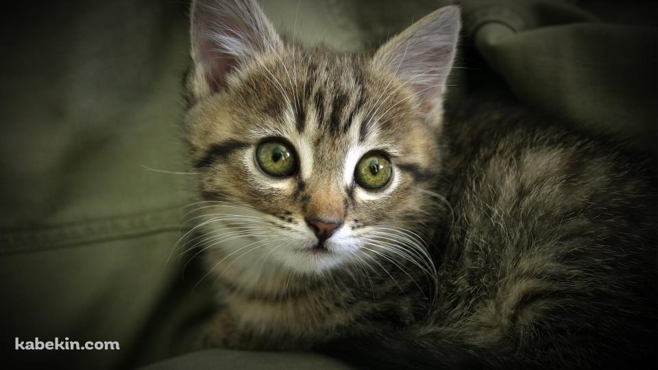 服にうずくまる子猫の壁紙(960px x 540px) 高画質 PC・デスクトップ用