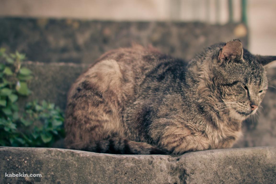 石の階段の上で眠る猫の壁紙(1152px x 768px) 高画質 PC・デスクトップ用