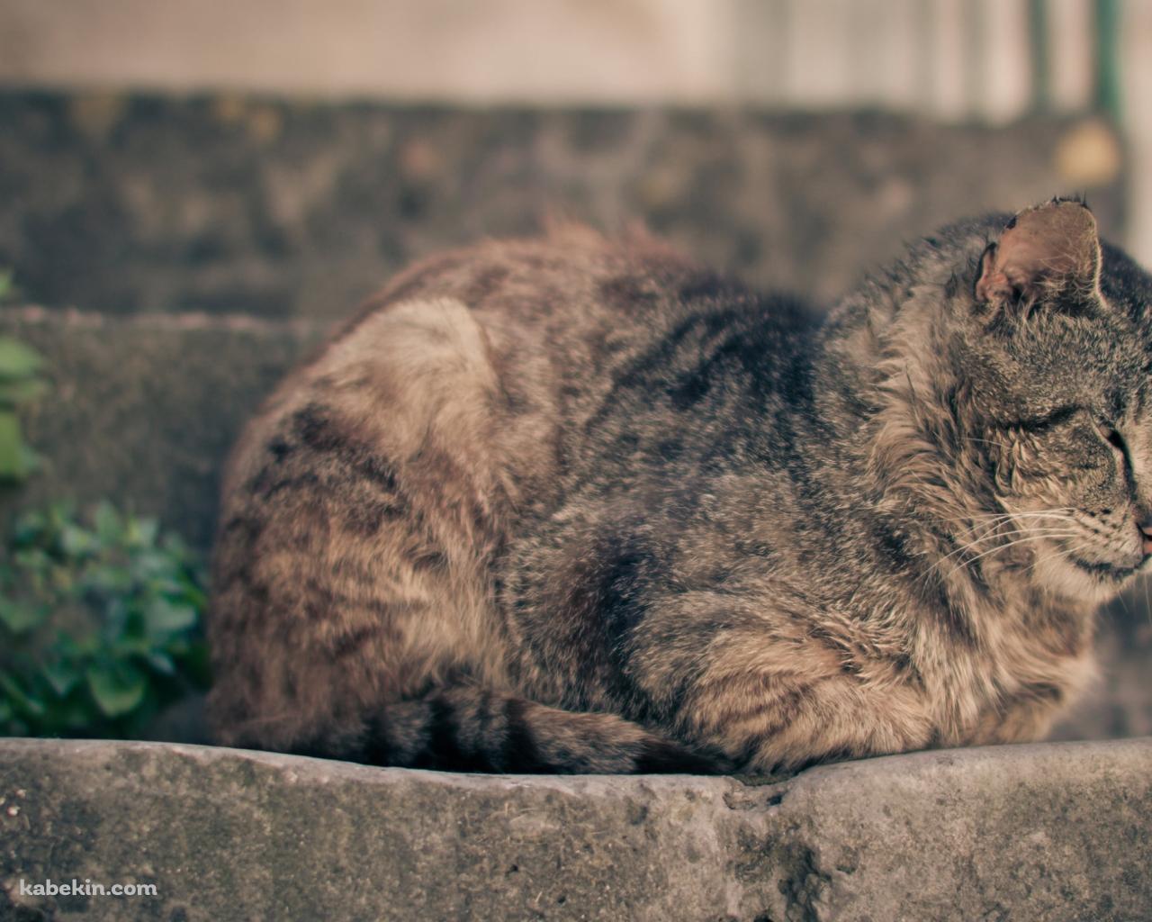 石の階段の上で眠る猫の壁紙(1280px x 1024px) 高画質 PC・デスクトップ用