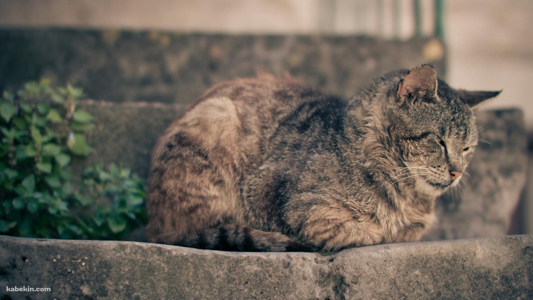 石の階段の上で眠る猫の壁紙(1829px x 1029px) 高画質 PC・デスクトップ用