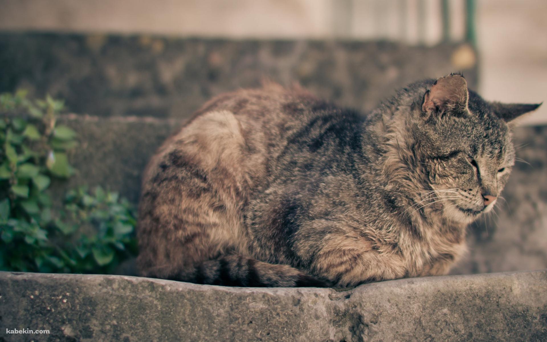 石の階段の上で眠る猫の壁紙(1920px x 1200px) 高画質 PC・デスクトップ用
