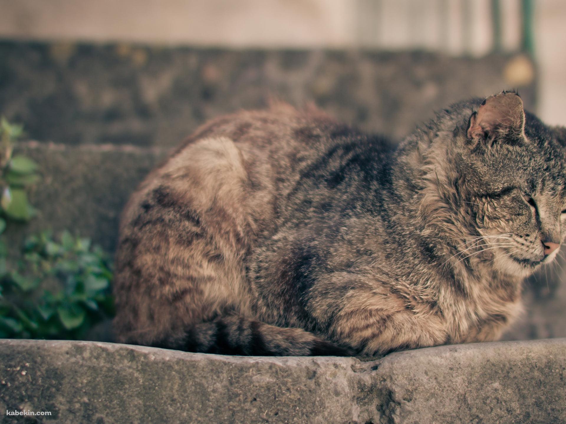 石の階段の上で眠る猫の壁紙(1920px x 1440px) 高画質 PC・デスクトップ用