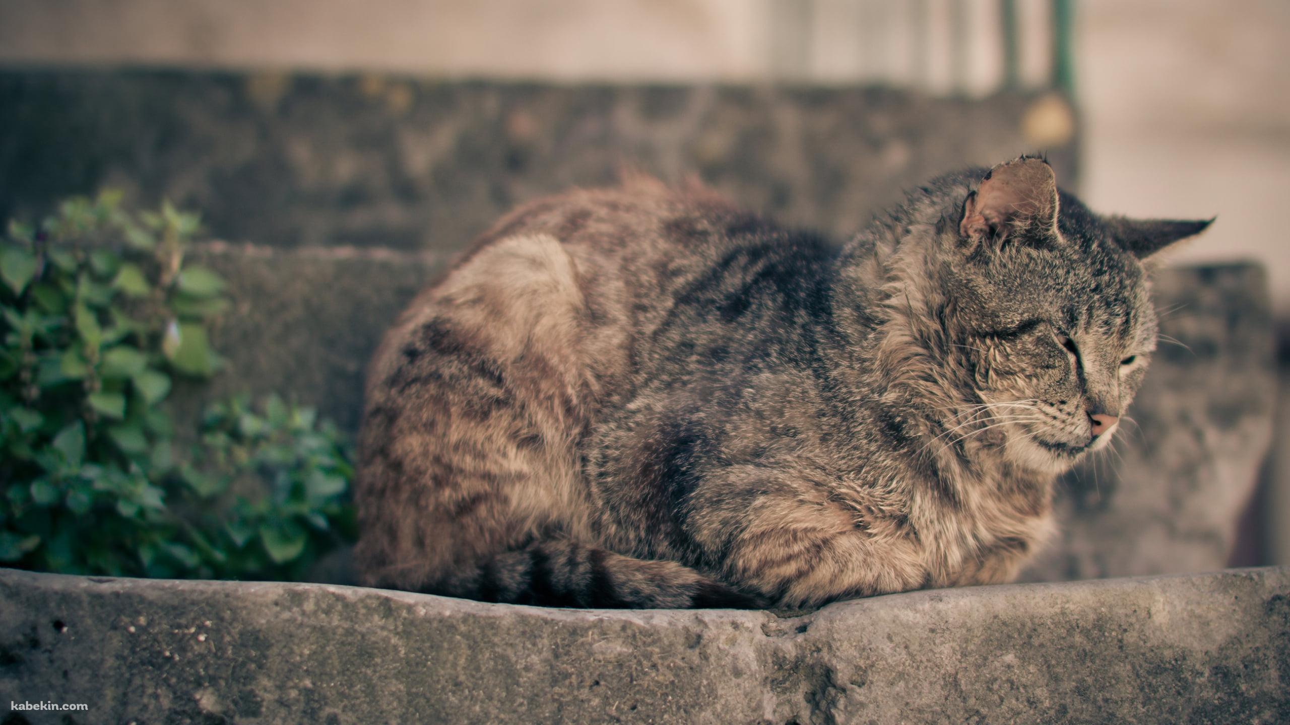 石の階段の上で眠る猫の壁紙(2560px x 1440px) 高画質 PC・デスクトップ用
