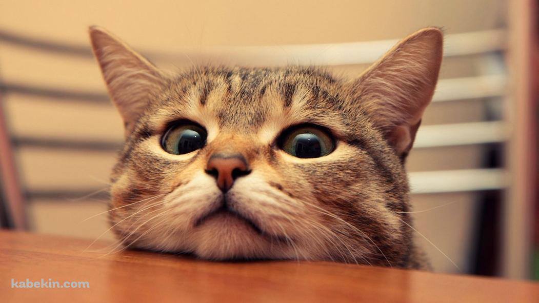 机の縁に顎をのせる猫の壁紙(1051px x 591px) 高画質 PC・デスクトップ用