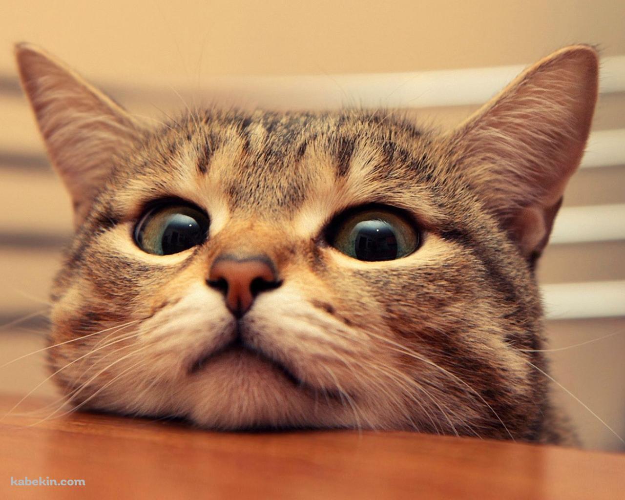 机の縁に顎をのせる猫の壁紙(1280px x 1024px) 高画質 PC・デスクトップ用