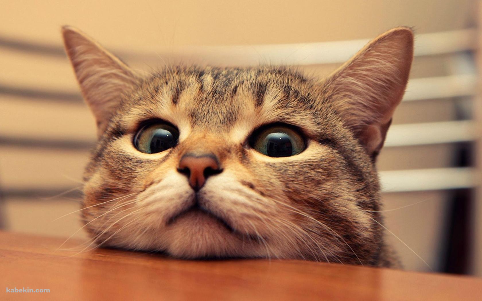 机の縁に顎をのせる猫の壁紙(1680px x 1050px) 高画質 PC・デスクトップ用