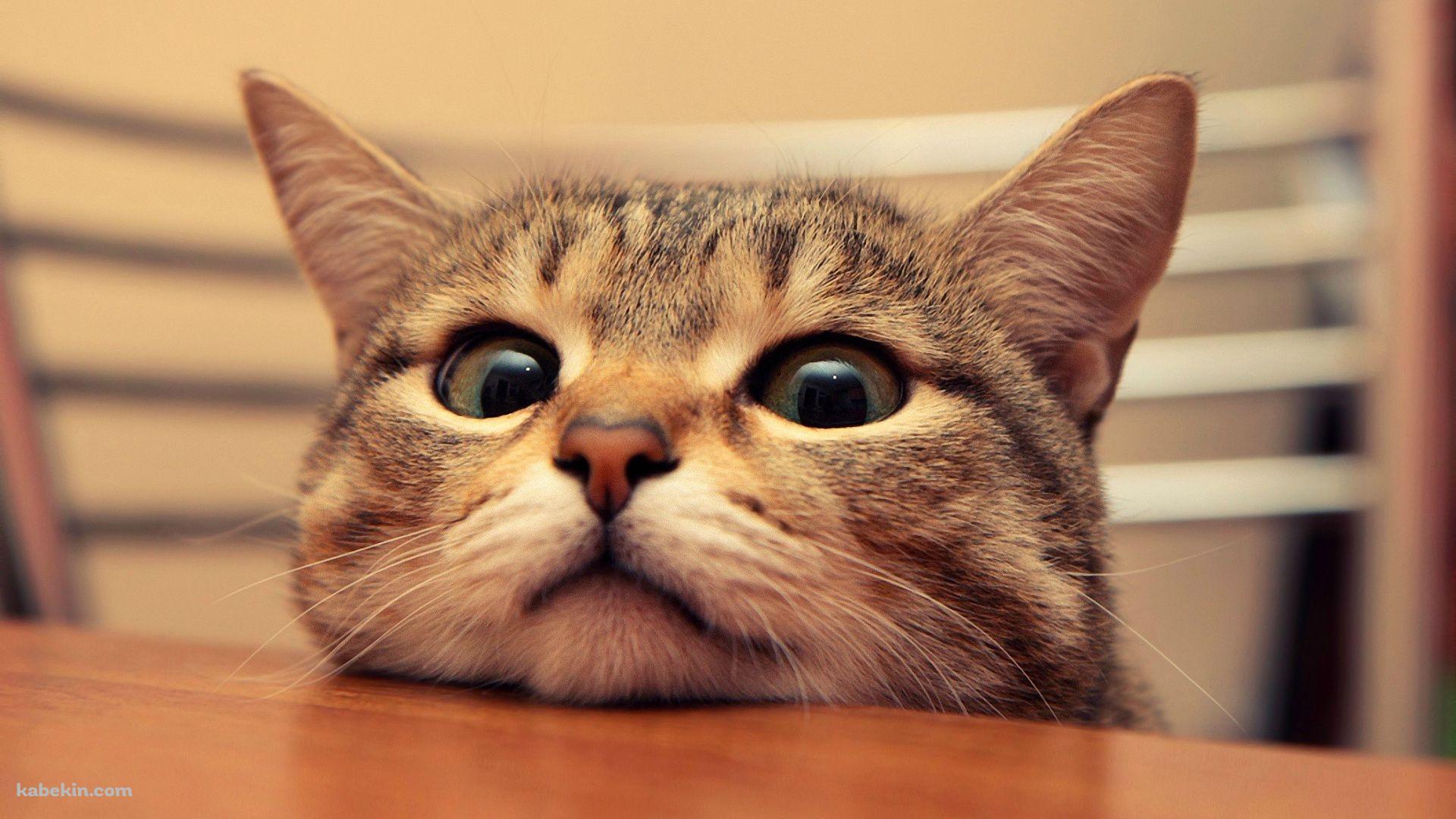 机の縁に顎をのせる猫の壁紙(1920px x 1080px) 高画質 PC・デスクトップ用