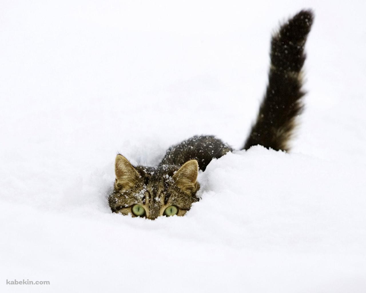 雪の中に埋もれる猫の壁紙(1280px x 1024px) 高画質 PC・デスクトップ用