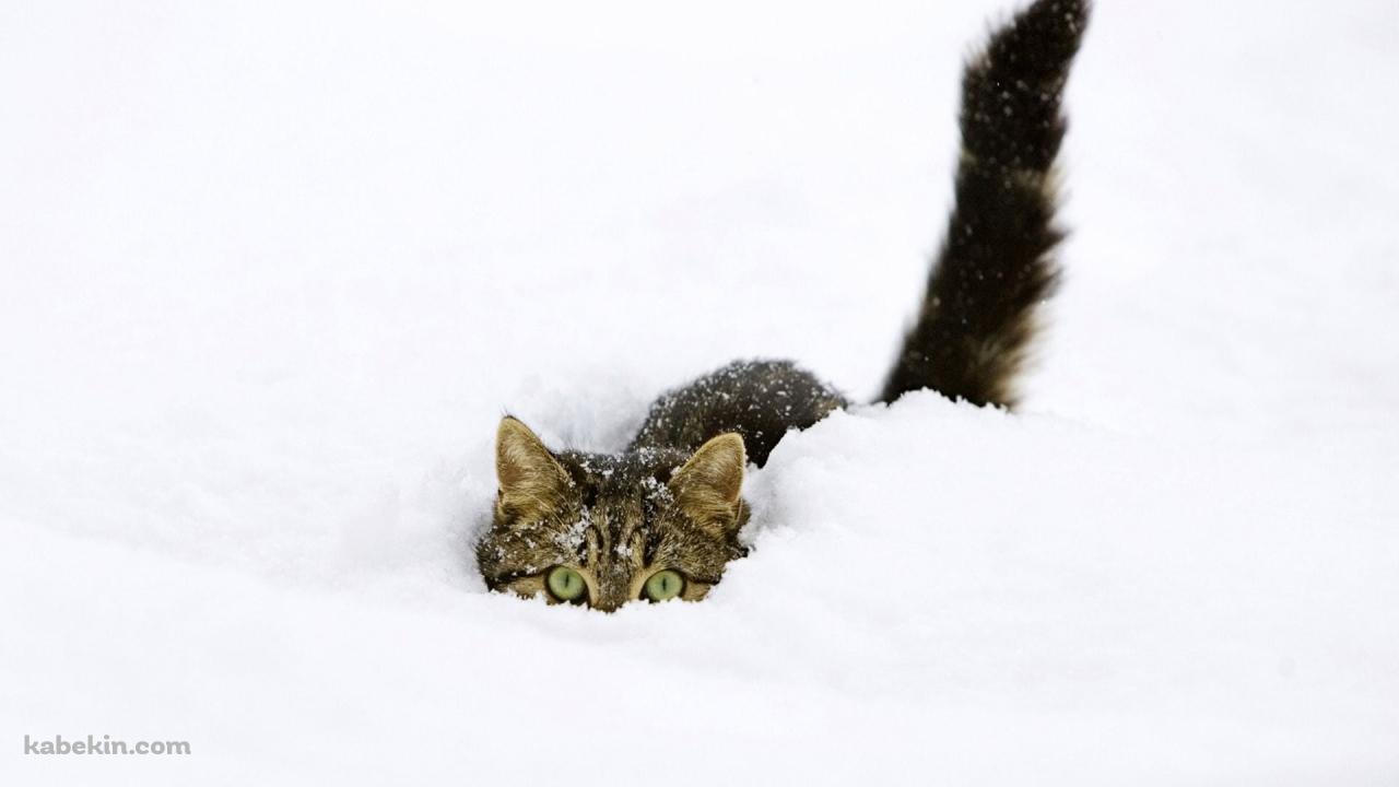 雪の中に埋もれる猫の壁紙(1280px x 720px) 高画質 PC・デスクトップ用