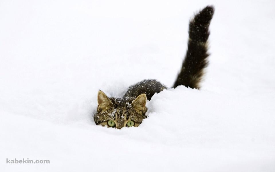 雪の中に埋もれる猫の壁紙(960px x 600px) 高画質 PC・デスクトップ用