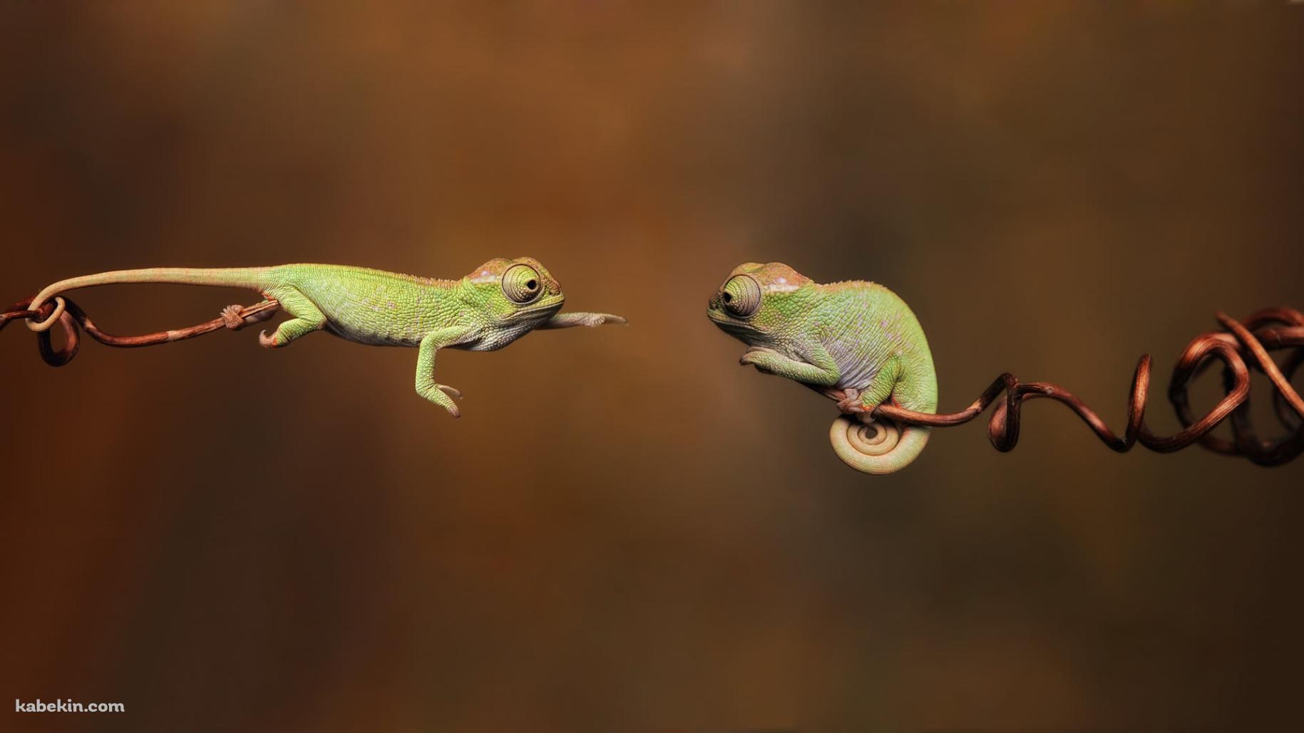向かい合う2匹の小さなカメレオンの壁紙(1829px x 1029px) 高画質 PC・デスクトップ用